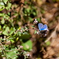 Papillon Argus bleu.jpg