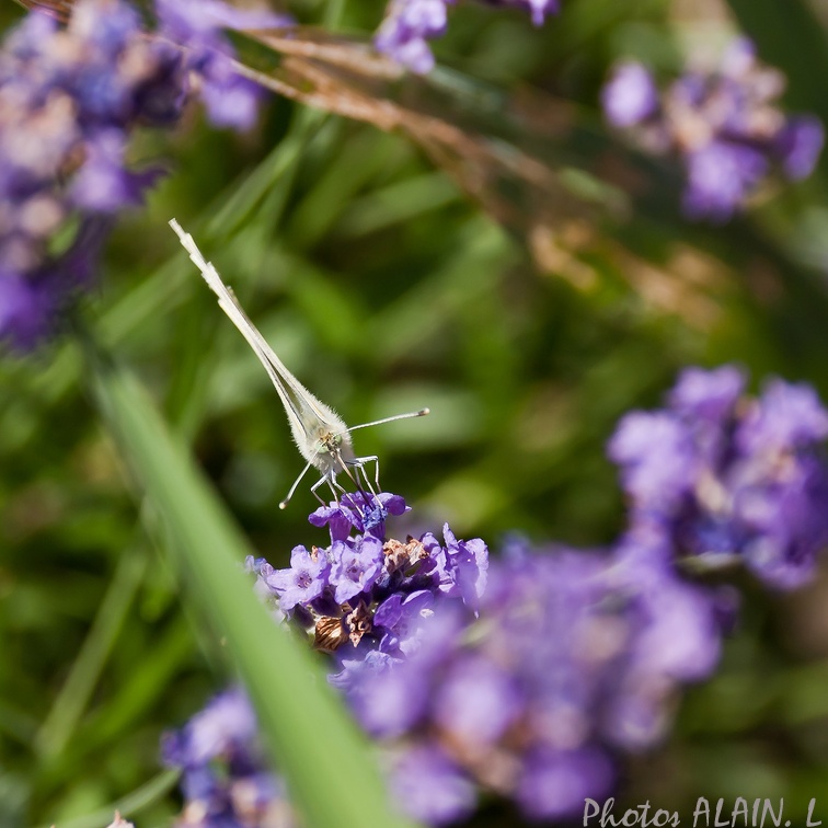 Papillon blanc - Pieride