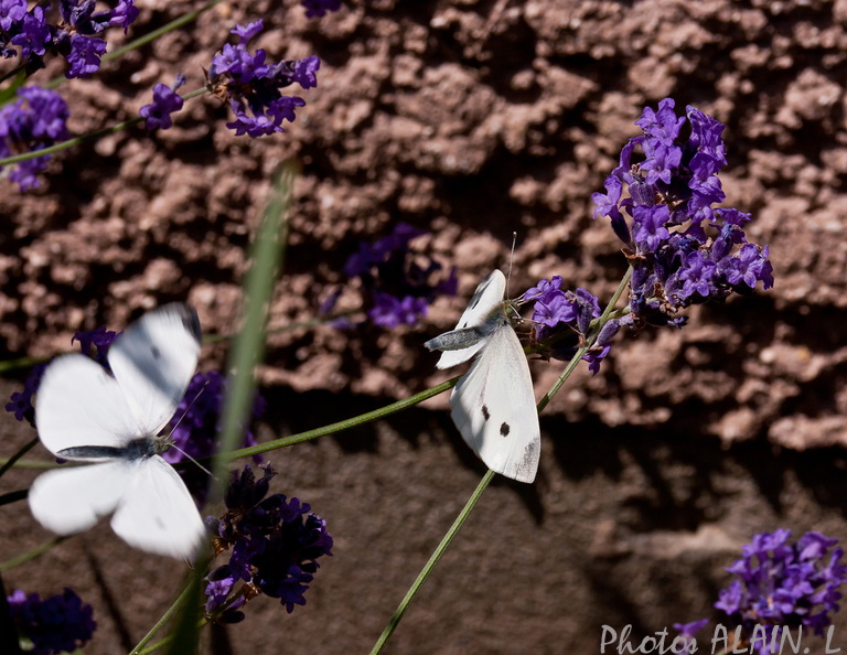 Papillons blancs - 2 Pierides