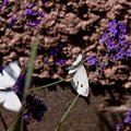 Papillons blancs - 2 Pierides.jpg