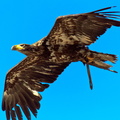 Puy du Fou - volerie - Aigle royal en vol