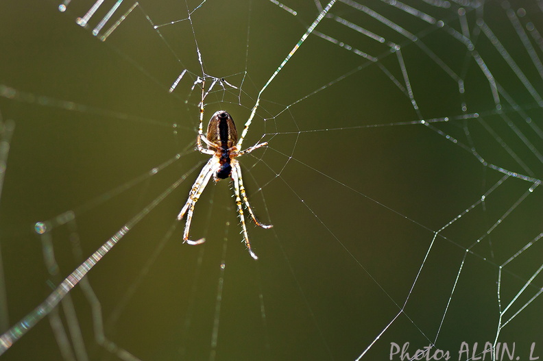 Araignée - Dans la lumiere
