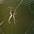 Araignée - Dans la lumiere
