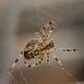 Araignée - tissage.jpg