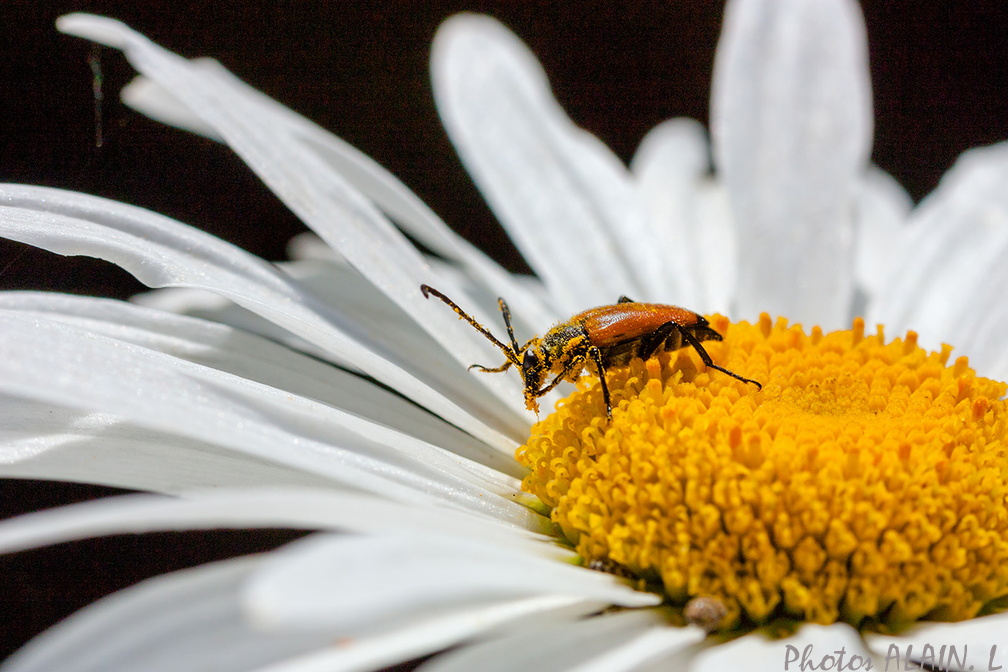coleoptere - Bon pollen