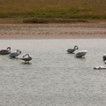 Marquenterre - Lac des cygnes2