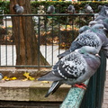 Canal St Martin - Les pigeons 2.jpg