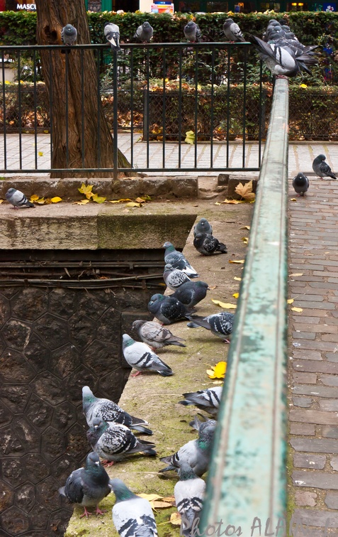 Canal St Martin - Les pigeons