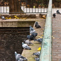 Canal St Martin - Les pigeons.jpg