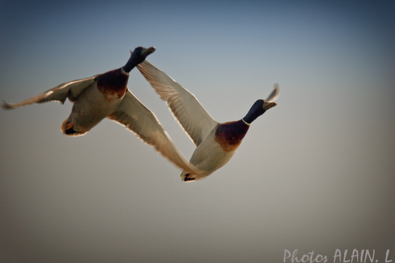 Canards volants - Villers.jpg