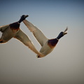 Canards volants - Villers.jpg