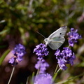 Papillon blanc - Pieride sur fleur de lavande