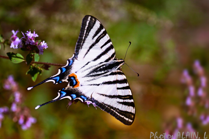 Papillon Flambé - ailes déployées.jpg