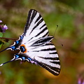 Papillon Flambé - ailes déployées