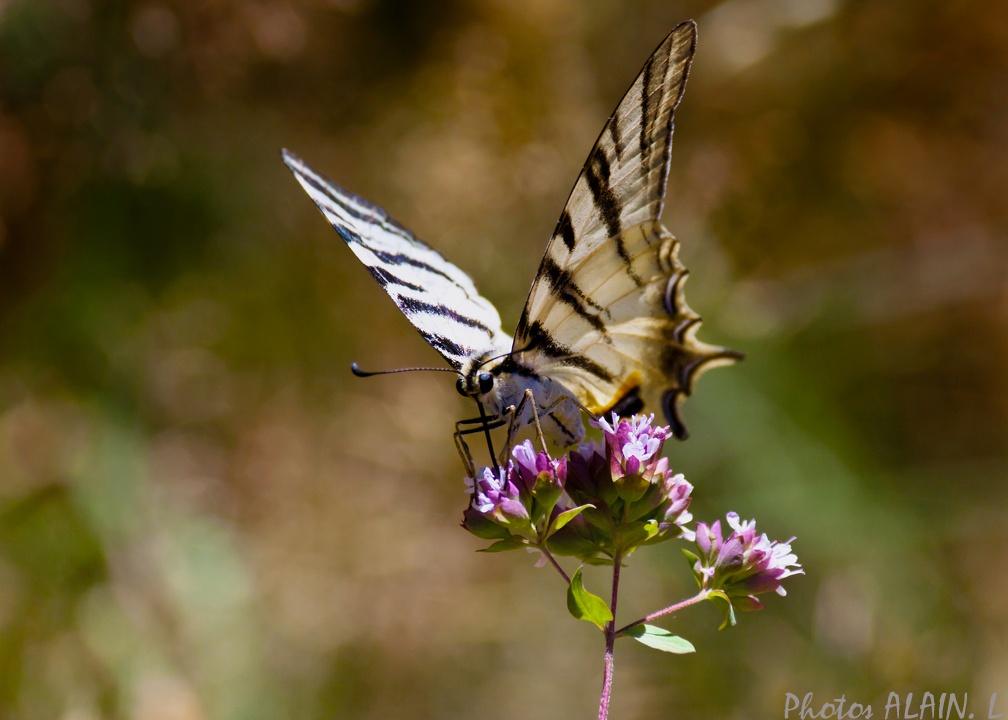 Papillon Flambé - butinage