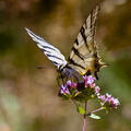 Papillon Flambé - butinage.jpg