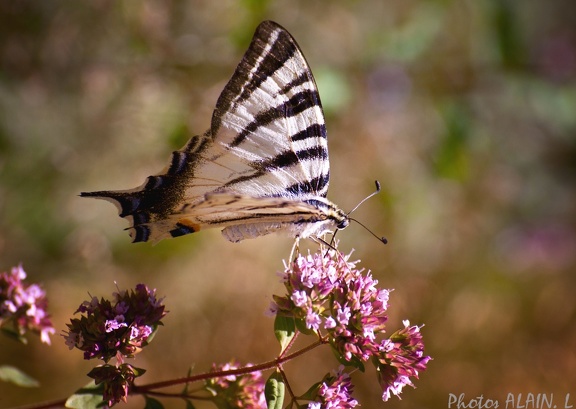 Papillon Flambé sur fleur sauvage