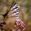Papillon Flambé sur fleur sauvage
