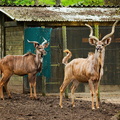 Thoiry - Antilopes