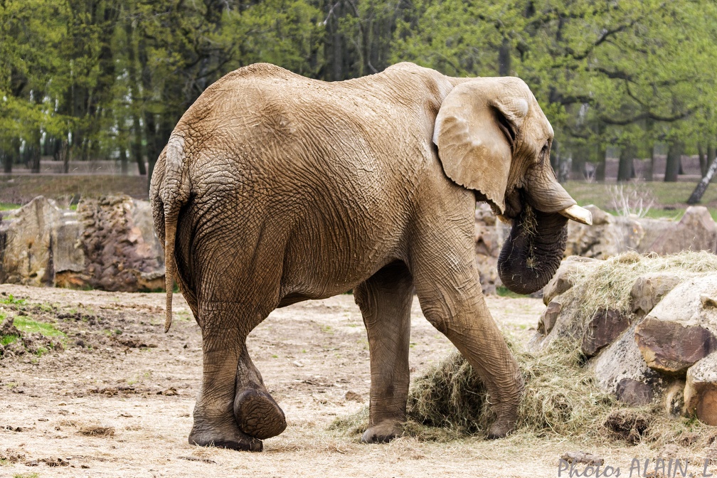 Thoiry - Elephant