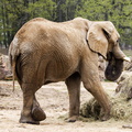 Thoiry - Elephant.jpg