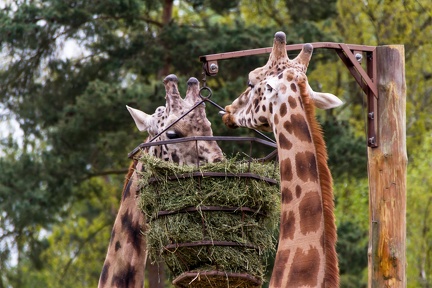 Thoiry - Girafes repas