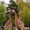 Thoiry - Girafes