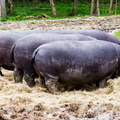 Thoiry - Hippopotames