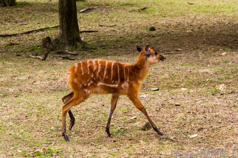 Thoiry - Jeune antilope