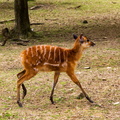 Thoiry - Jeune antilope.jpg