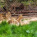 Thoiry - Jeunes guepards