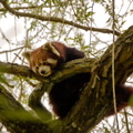 Thoiry - Le panda roux.jpg