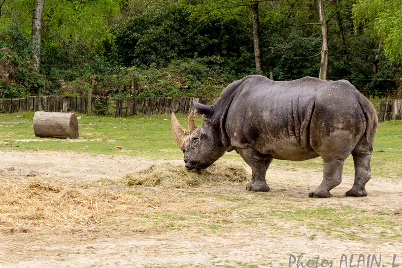 Thoiry - Le rhinoceros.jpg