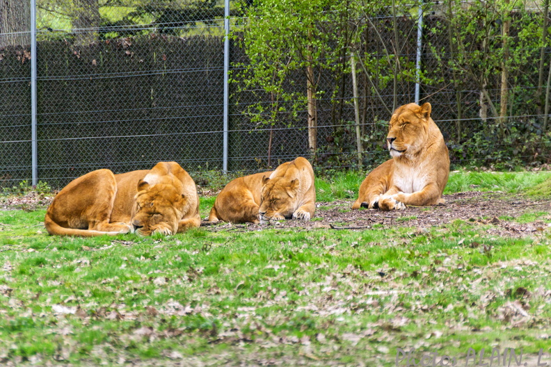 Thoiry - Lions.jpg
