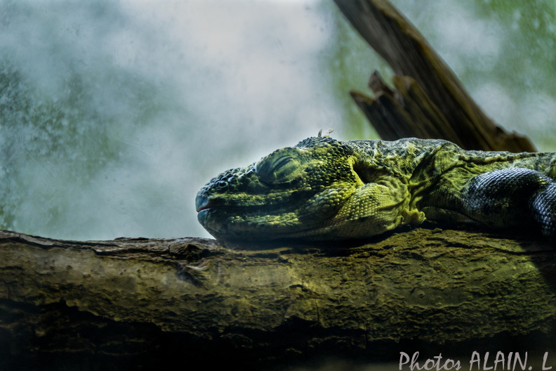 Thoiry - Reptile vert.jpg