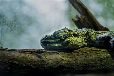 Thoiry - Reptile vert