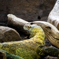 Thoiry - Reptile
