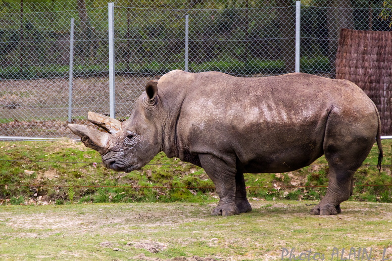 Thoiry - Rhinoceros