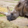 Thoiry - Tete de rhinoceros