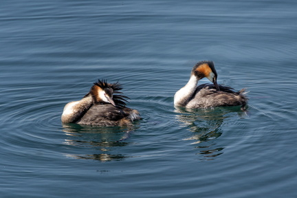 Evian - Grebes huppes du lac