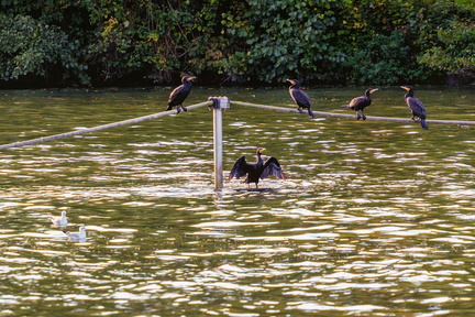 SOA - Oise - Bavardages de cormorans