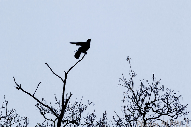 Corbeau ombre chinoise.jpg