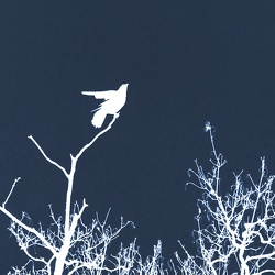 Cyanotype Oiseaux / Cyanotype Birds