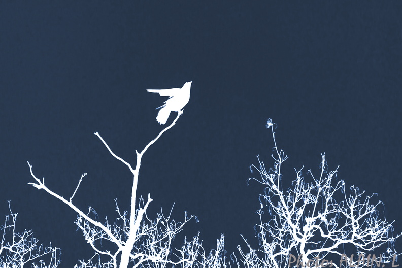 Corbeau ombre chinoise cyanotype.jpg