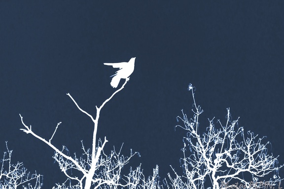 Corbeau ombre chinoise cyanotype
