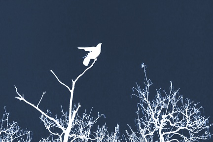 Corbeau ombre chinoise cyanotype