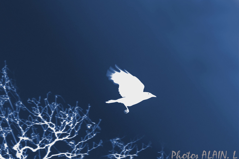 Corbeau vol ombre chinoise cyanotype.jpg