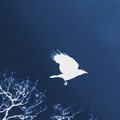 Corbeau vol ombre chinoise cyanotype
