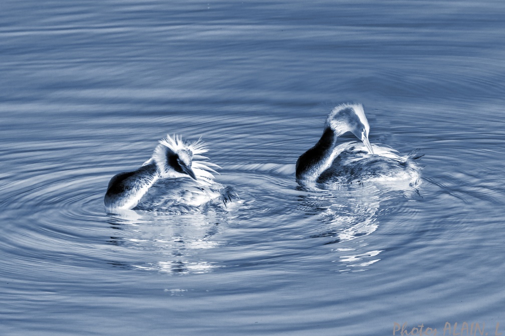 Evian - Grebes huppes du lac