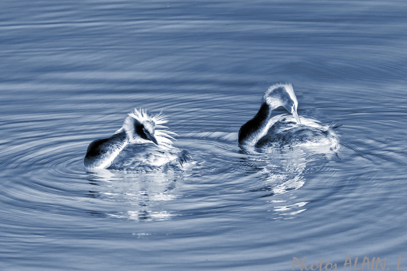 Evian - Grebes huppes du lac.jpg